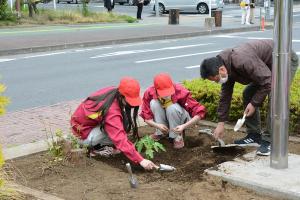 青パパイヤの苗を植える県立熊谷農業高校の生徒さん