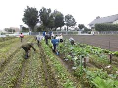 みんなで農業体験・料理教室　除草作業の写真