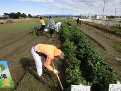 みんなで農業体験・料理教室 除草作業