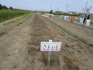 みんなで農業体験・料理教室　写真12