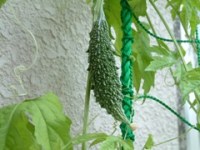 7月24日1