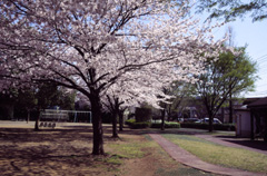 かめの道の風景