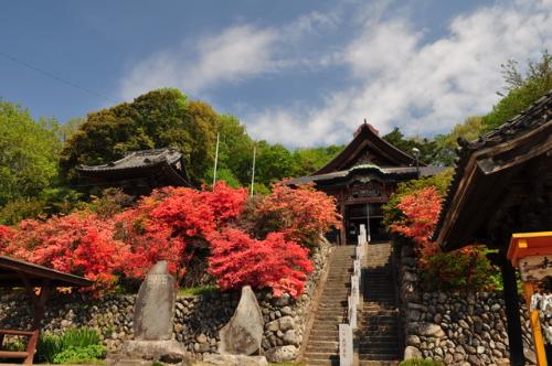 つつじが咲き誇る龍泉寺