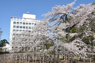 中央公園の桜