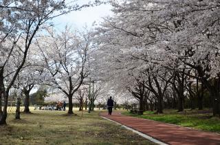 別府沼公園