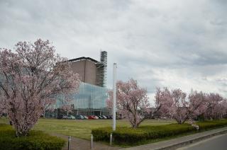 さくらめいとの桜