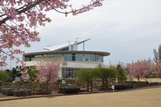 道の駅めぬまの桜