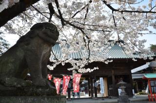 妻沼聖天山の桜