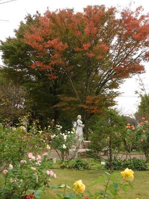 紅葉したケヤキの写真です