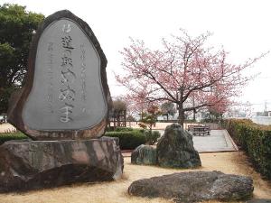 めぬぱる玄関右手からみた吟子桜