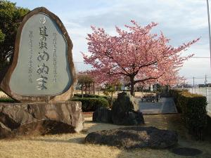 めぬぱる玄関右手から眺める吟子桜