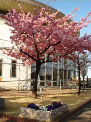 めぬぱる南側から眺める吟子桜