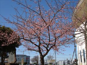 めぬぱる南側の桜です