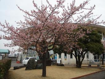 めぬぱる前の桜です