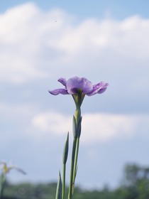 別府沼公園4