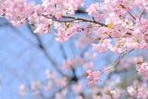 河津桜に黄色い蝶がとまっています