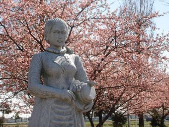 3月上旬から中旬の「吟子桜」の写真です