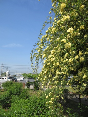 モッコウバラの写真です。